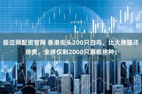 股迈网配资官网 香港街头200只白鸟，比大熊猫还珍贵，全球仅剩2000只濒临绝种！